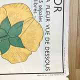 Rossignol pedagogical poster