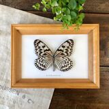 Butterfly frame "Idea leuconoë clara"