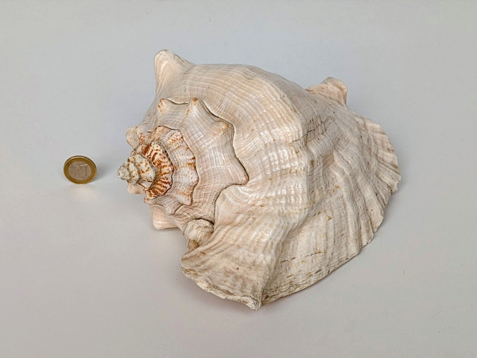 Pink shell, conch, stombus gigas, pink conch