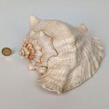 Pink shell, conch, stombus gigas, pink conch
