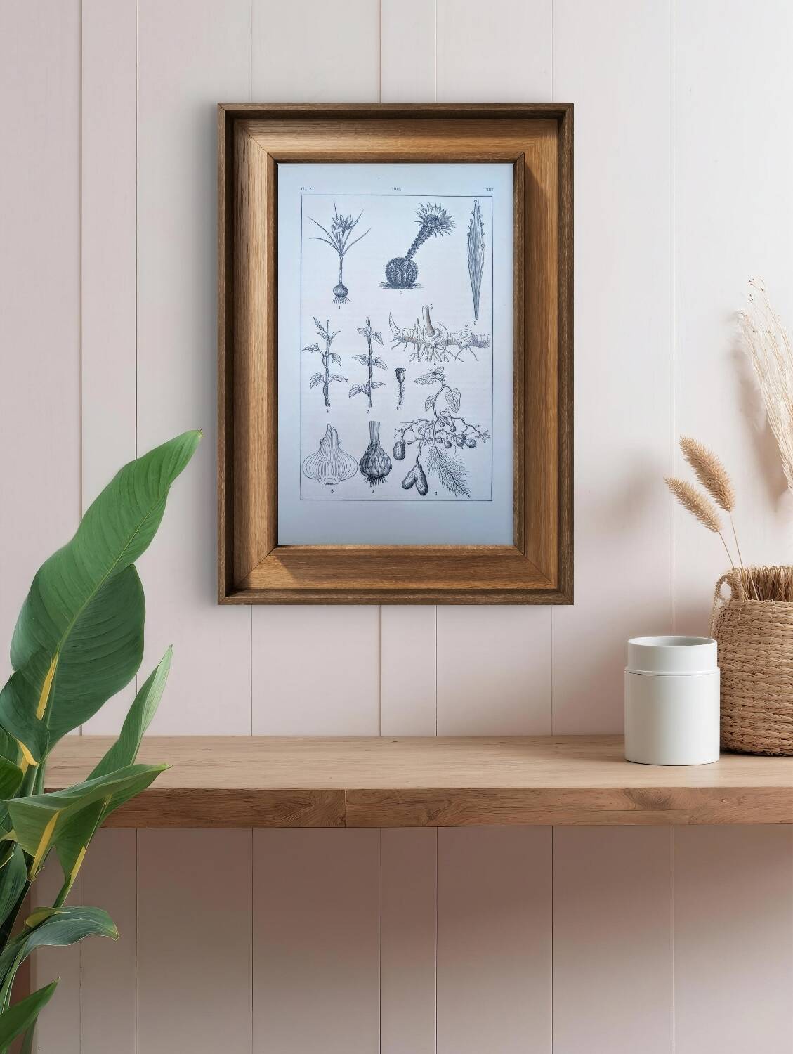 Vintage botanical plate printed in 1889, the stems.