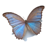 Stuffed butterfly