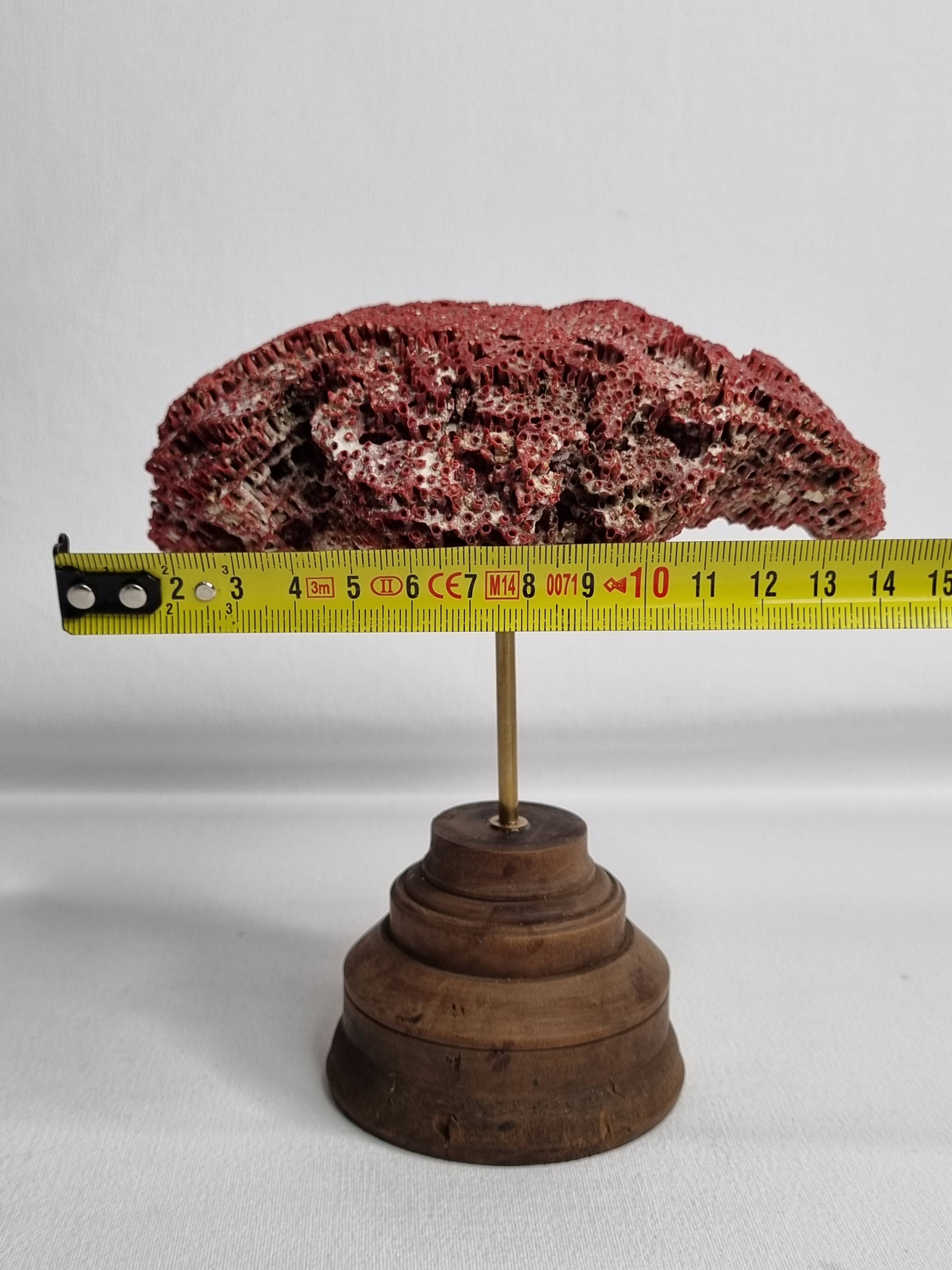 Antique Tubipora musica ornamental coral on wooden base, 16 cm
