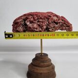 Antique Tubipora musica ornamental coral on wooden base, 16 cm