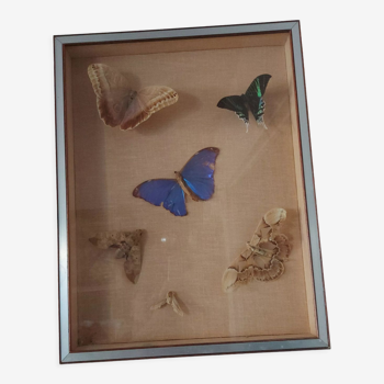 Butterfly frame of the 70'S