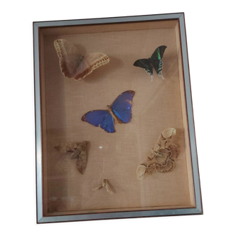 Butterfly frame of the 70'S