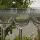 Set of 5 antique water glasses in engraved frieze glass.