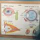 Tableau affiche scolaire Rossignol