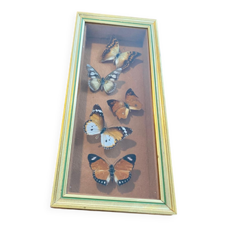 Cadre avec papillons naturalisés vintage