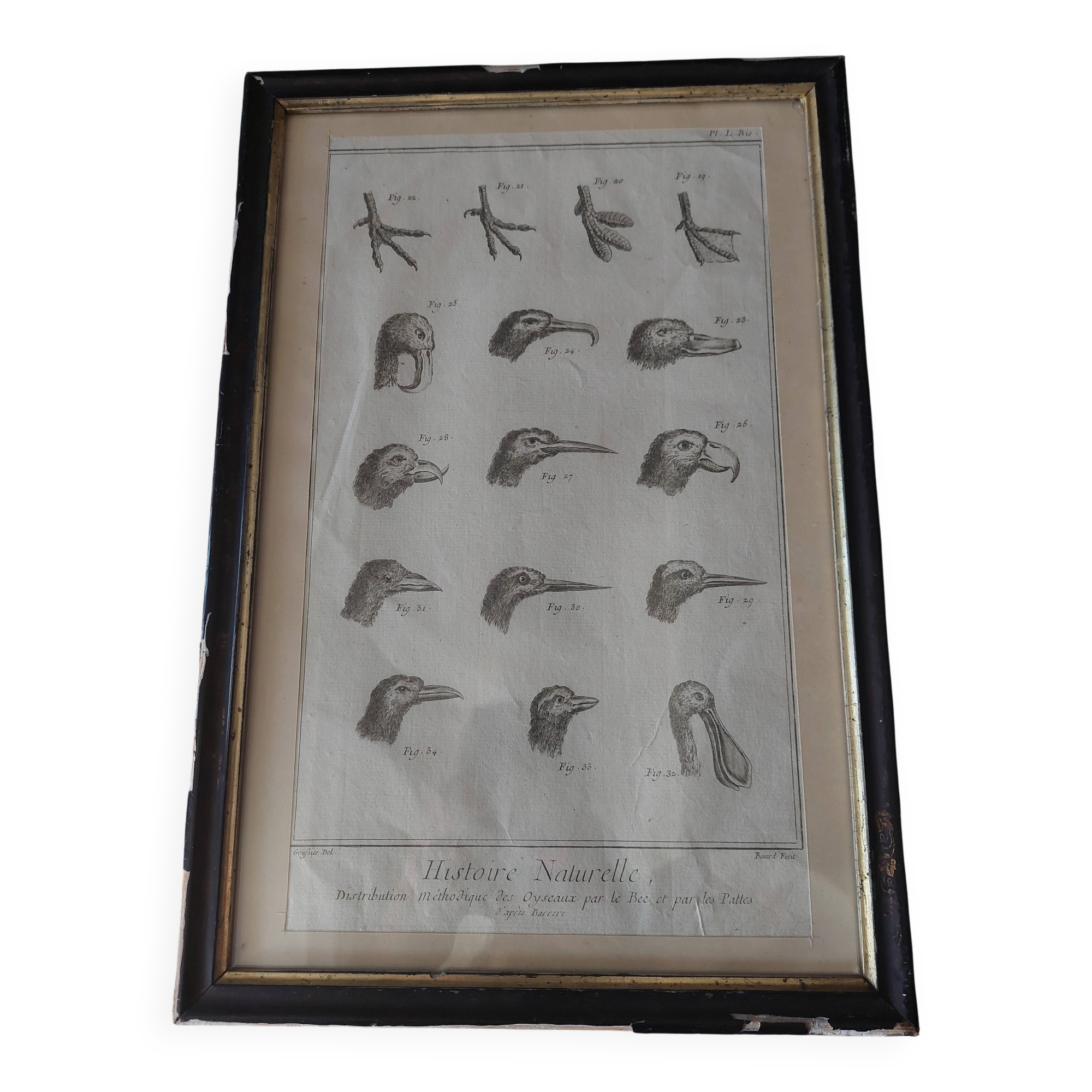 Animal engraving from the 18th century.