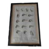 Animal engraving from the 18th century.