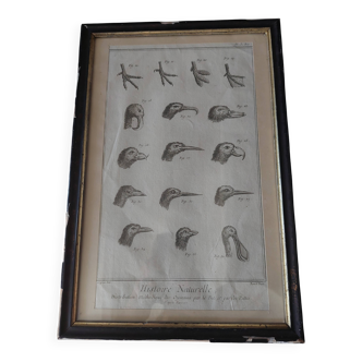 Animal engraving from the 18th century.