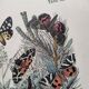 Engraving from 1886 - Butterflies of Europe (4) - Antique lithograph, plate