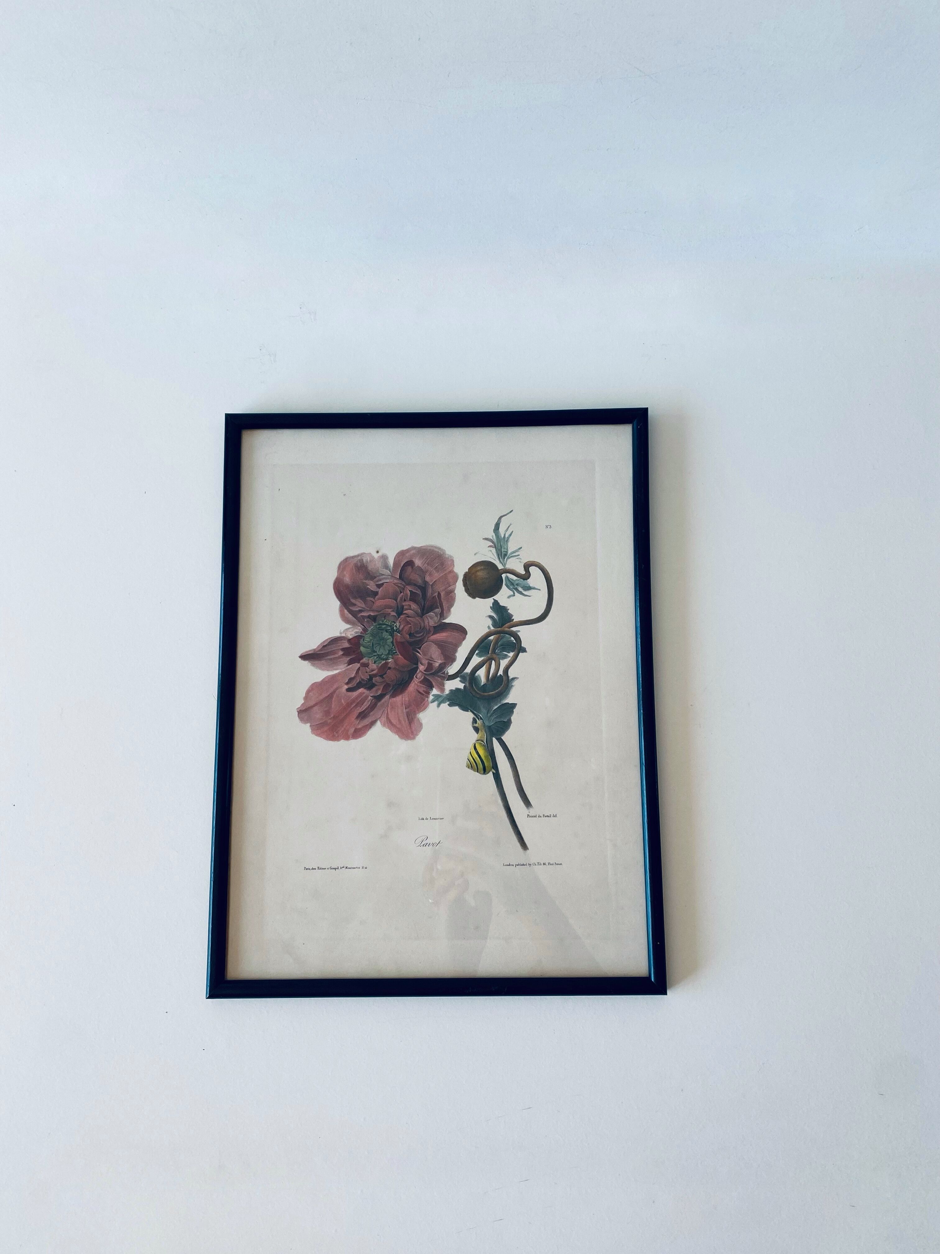 Ancient lithograph framed flower and snail
