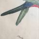 Ornithological engraving by J.Gould.