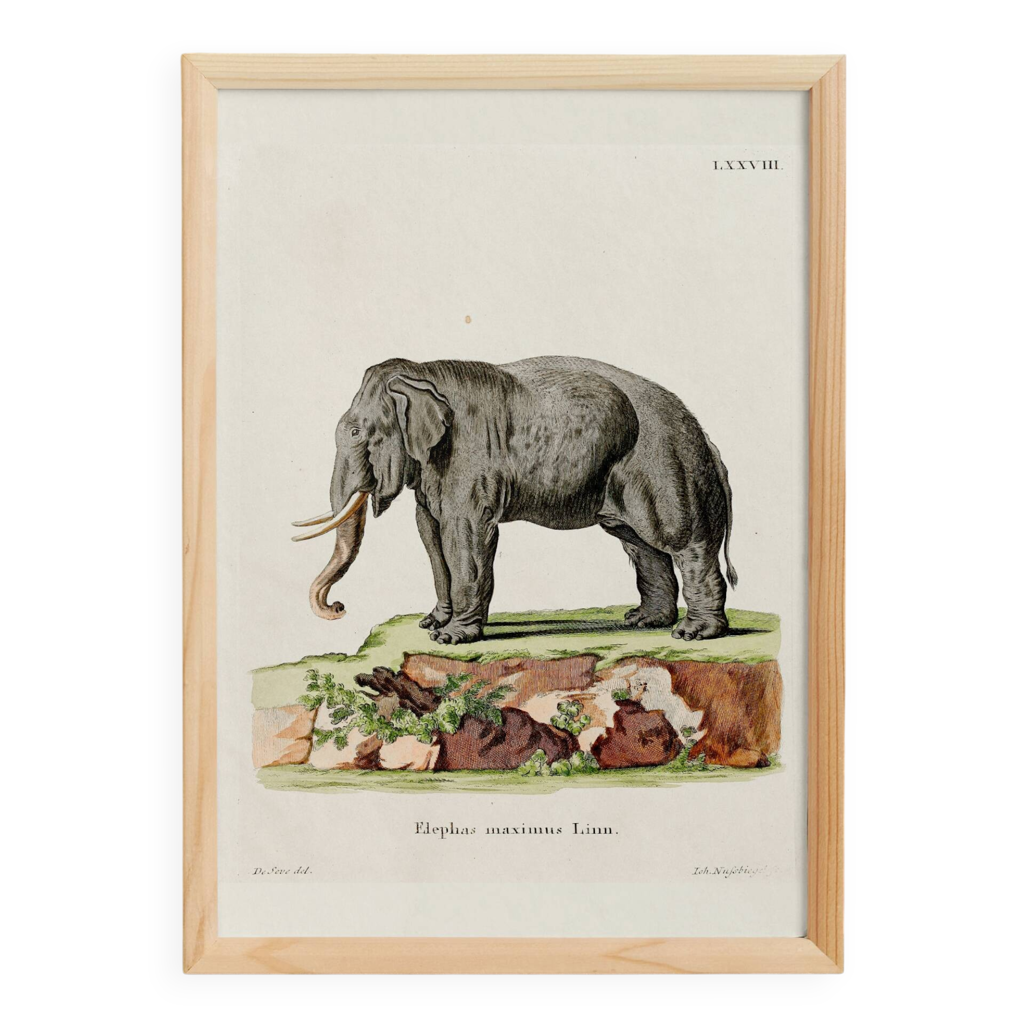Poster featuring an "Asian Elephant", based on an old engraving from 1774