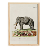 Poster featuring an "Asian Elephant", based on an old engraving from 1774