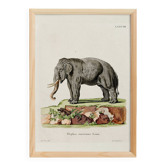 Affiche sur "Éléphant d'Asie", d'après une gravure ancienne de 1774