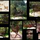 ThonET Art Nouveau Children's Cradle at the end of the 19th century