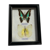 Showcase frame composed of two butterflies of different species