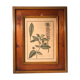 Ancienne planche botanique végétaux tampon relief avec cadre bois vintage