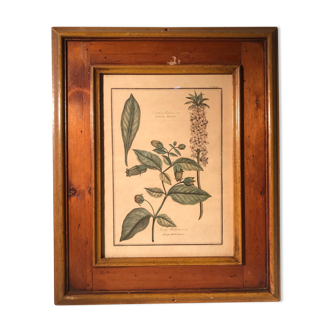 Ancienne planche botanique végétaux tampon relief avec cadre bois vintage