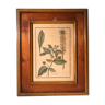 Ancienne planche botanique végétaux tampon relief avec cadre bois vintage