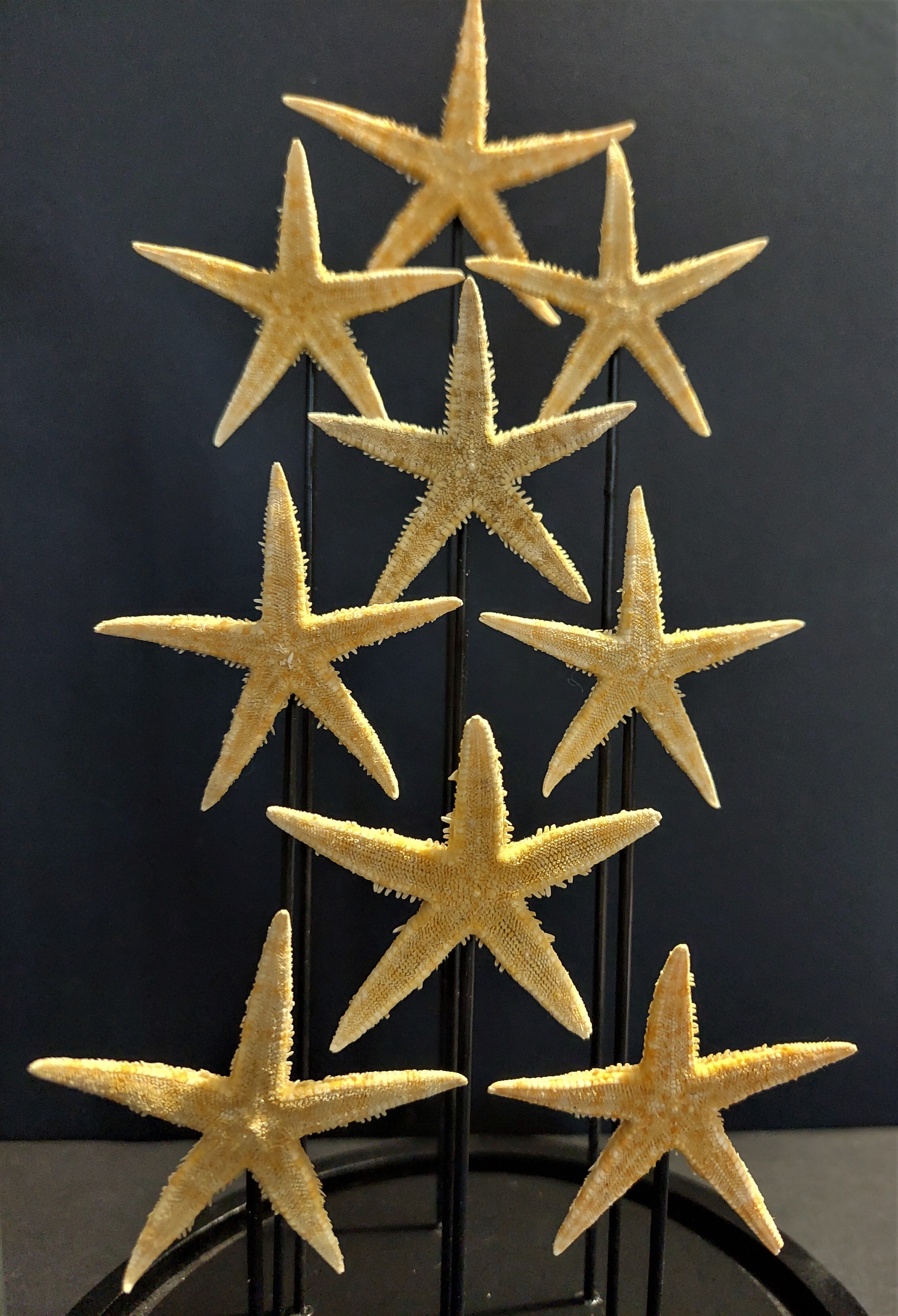 Cabinet of Curiosities globe with starfish asteroidea sp.