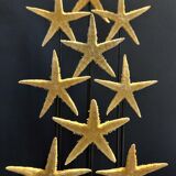 Cabinet of Curiosities globe with starfish asteroidea sp.