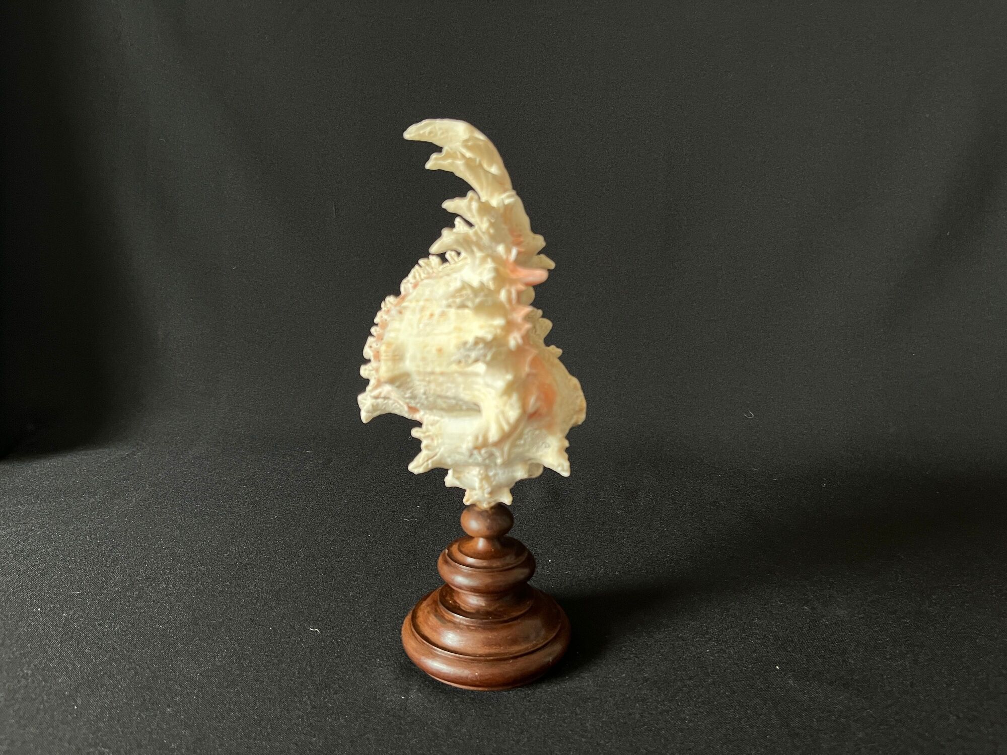 Murex Ramosus shell on turned wooden boxwood base old cabinet of curiosities