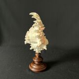 Murex Ramosus shell on turned wooden boxwood base old cabinet of curiosities