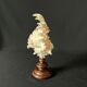 Murex Ramosus shell on turned wooden boxwood base old cabinet of curiosities