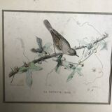 9 old ornithological engravings