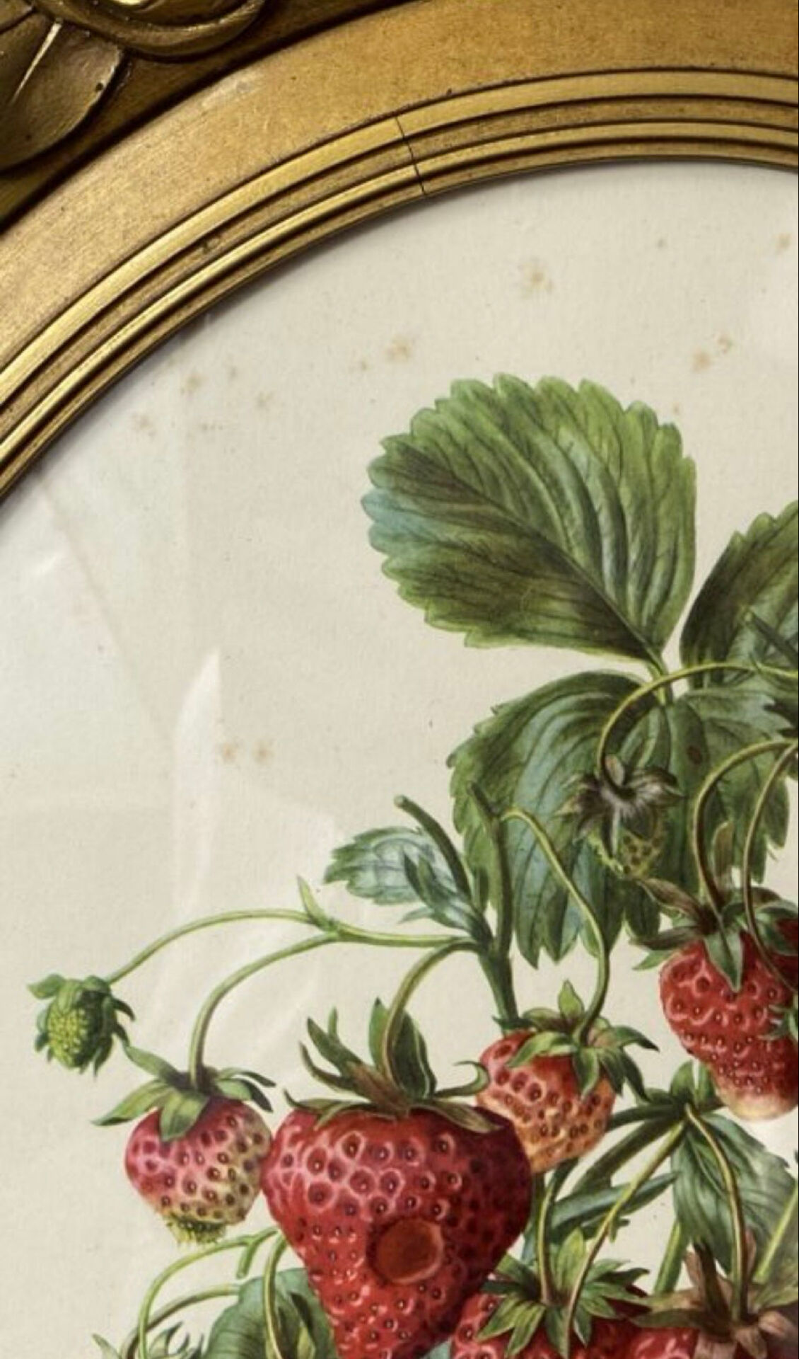 Framed botanical print of Fragaria Grandiflora