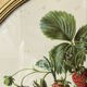Framed botanical print of Fragaria Grandiflora
