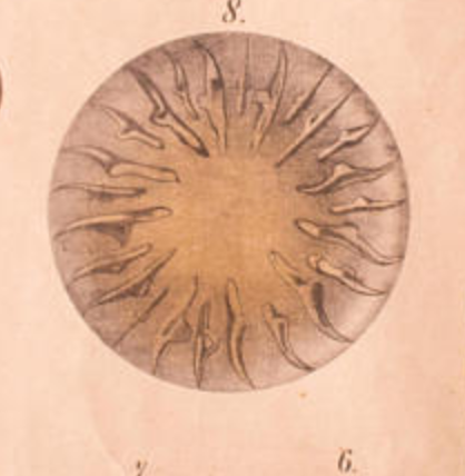 Poster "protozoan" lithograph 1914