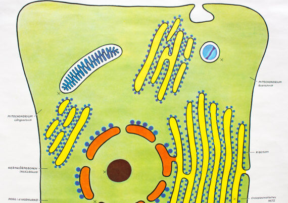 Wall poster of the cell school by Dr. H. Kaudewitz Westermann 1968