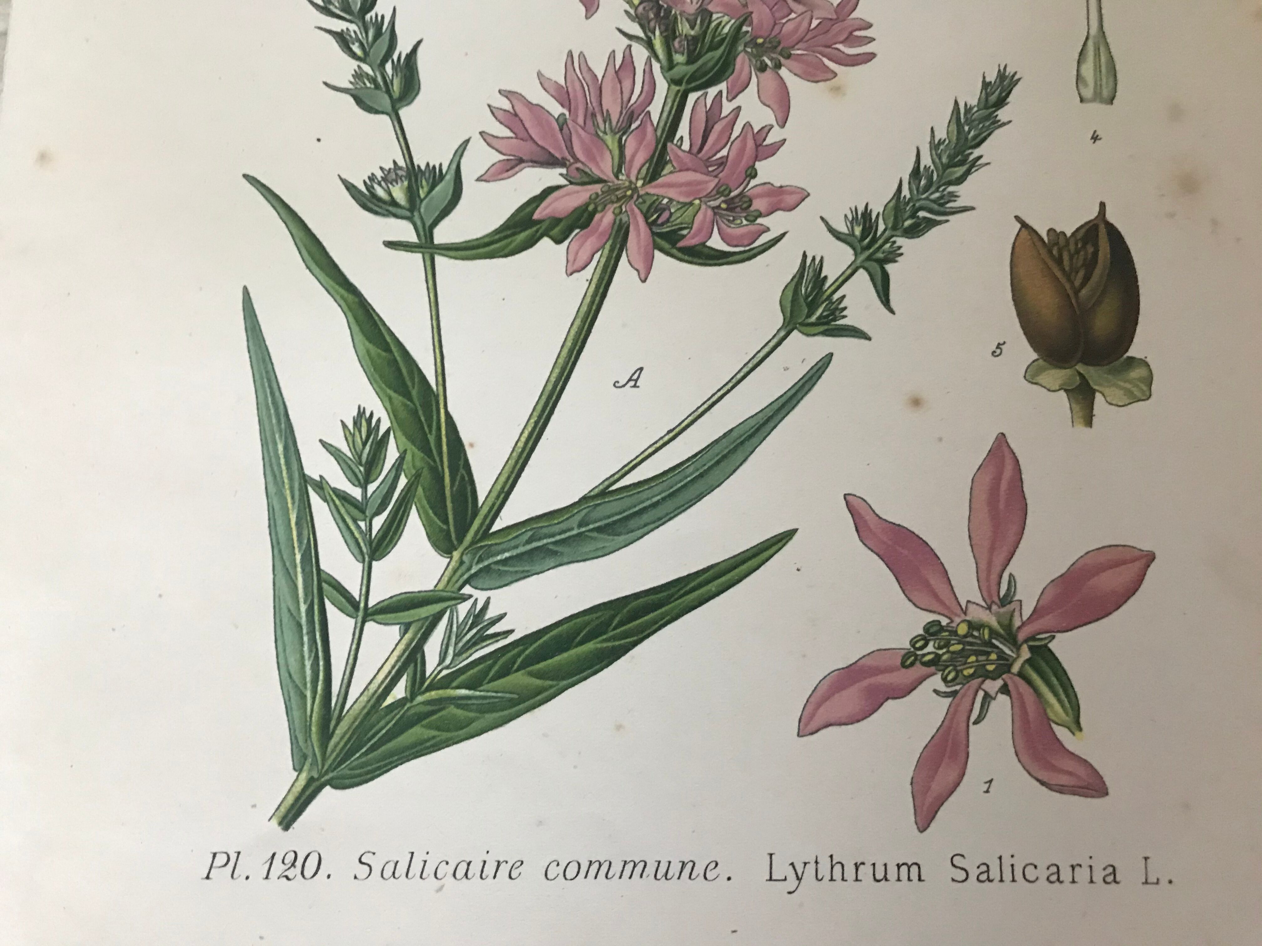 Planches botaniques de fleurs roses 1891