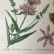 Planches botaniques de fleurs roses 1891