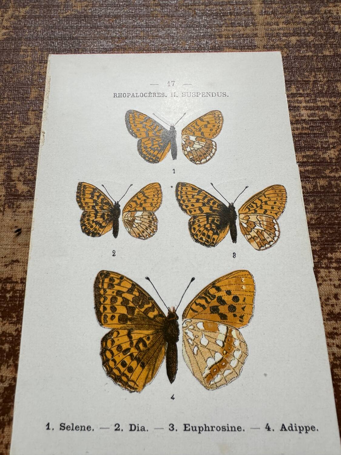 Butterfly lithograph, naturalist plate, 1890
