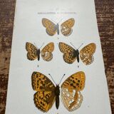Butterfly lithograph, naturalist plate, 1890