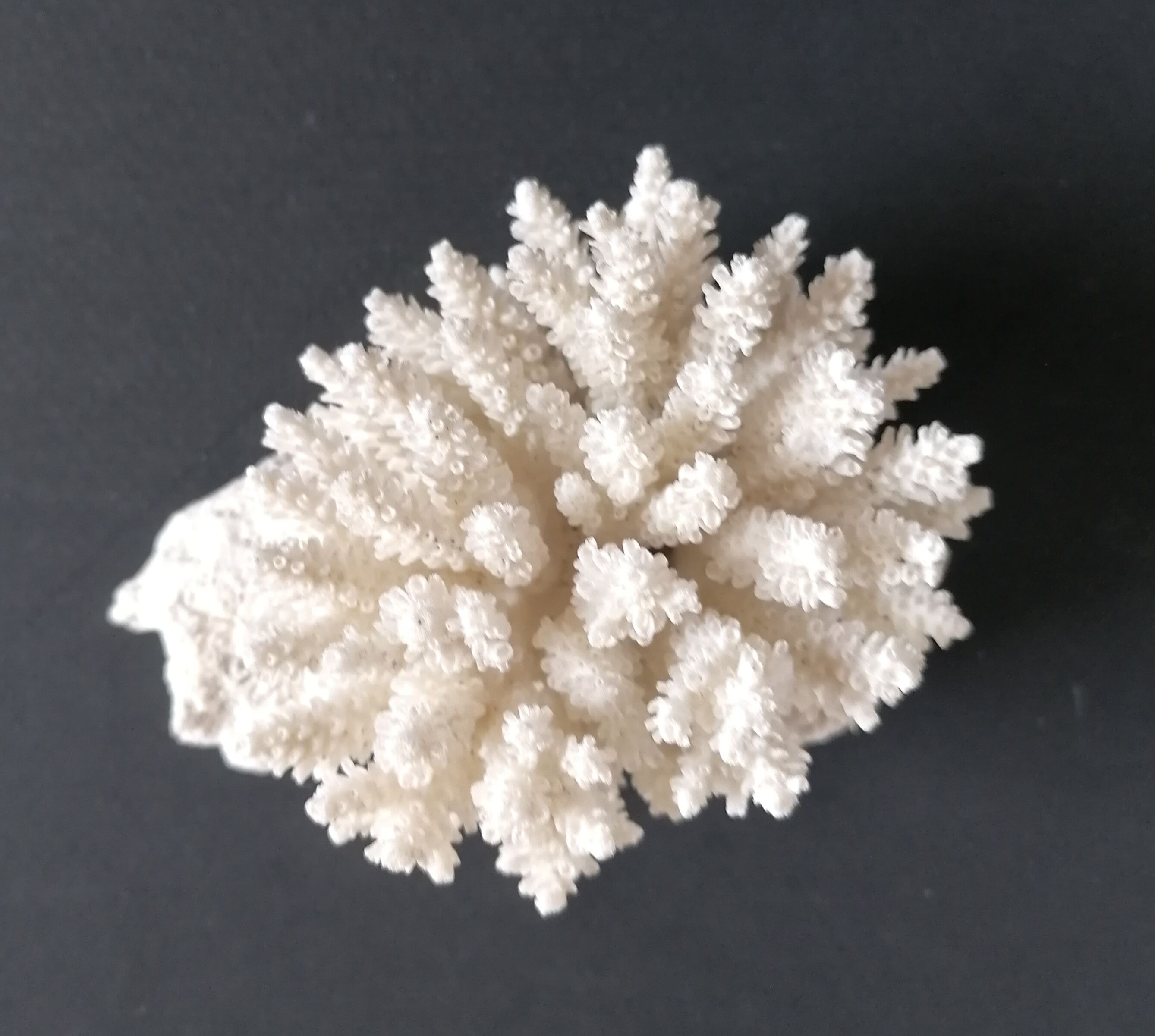 Authentic coral 9x7 cm