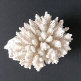 Authentic coral 9x7 cm