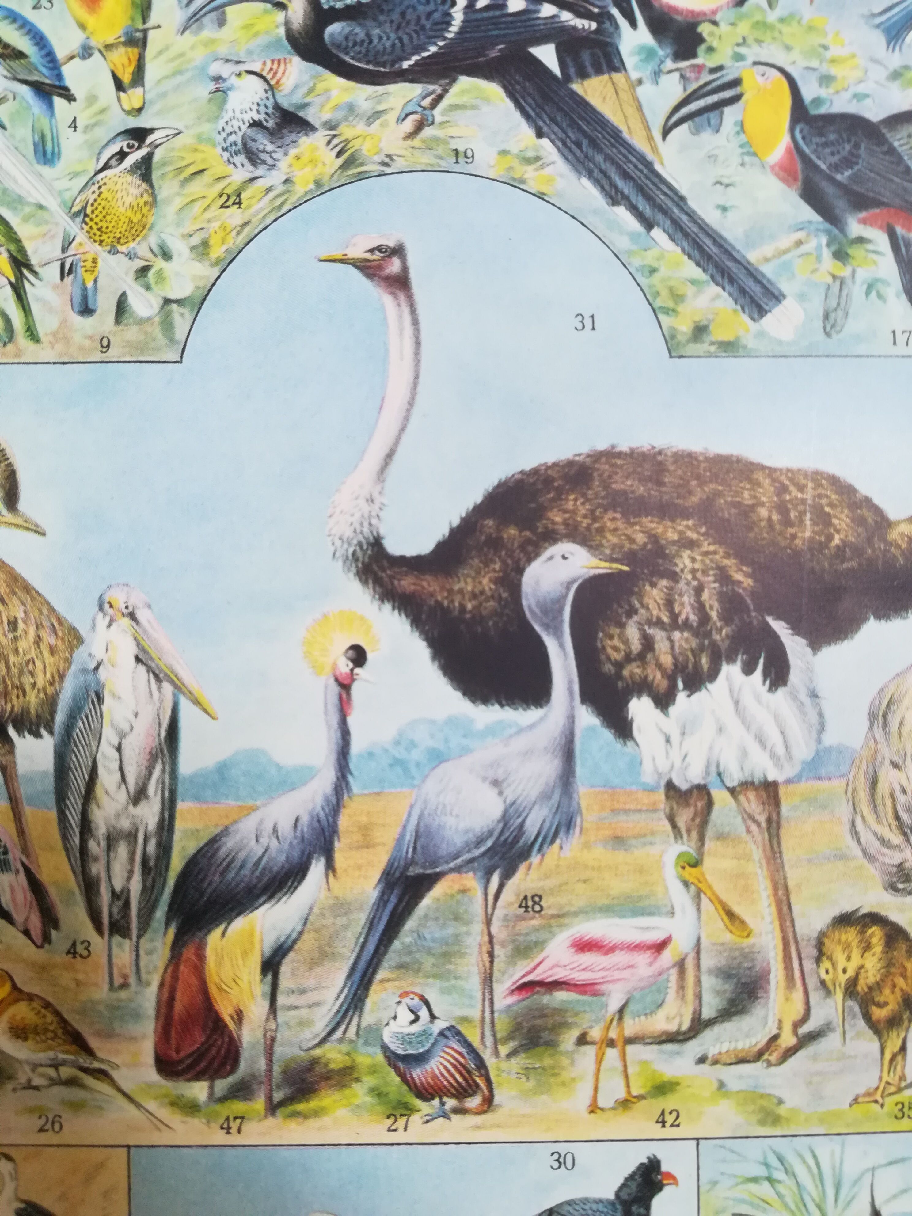 Lithograph on birds of 1928 "ostrich"