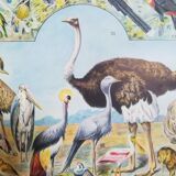Lithograph on birds of 1928 "ostrich"