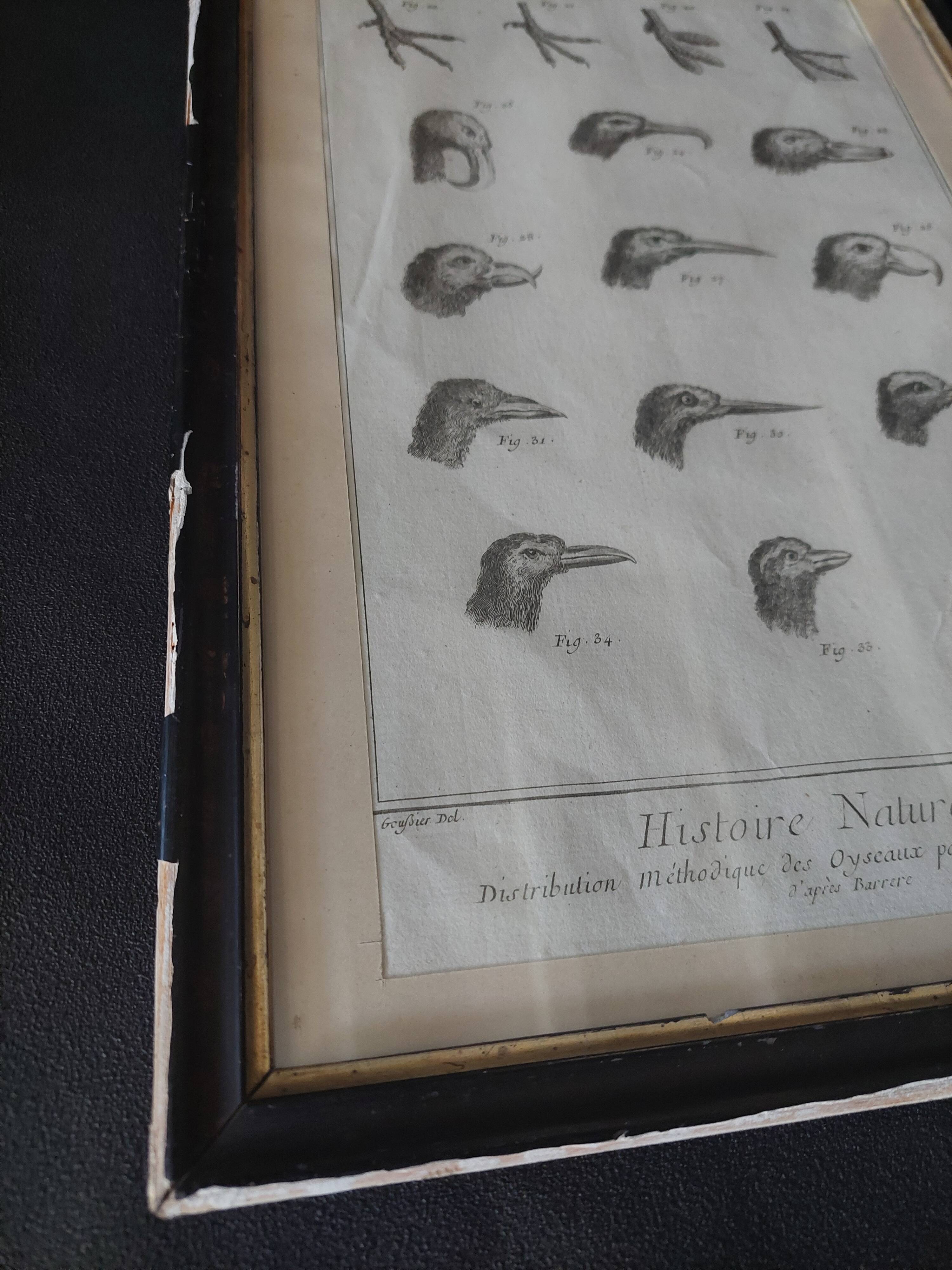 Animal engraving from the 18th century.