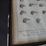 Animal engraving from the 18th century.