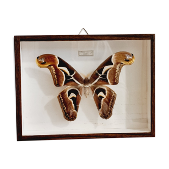 Naturalized butterfly framed attacus male indies