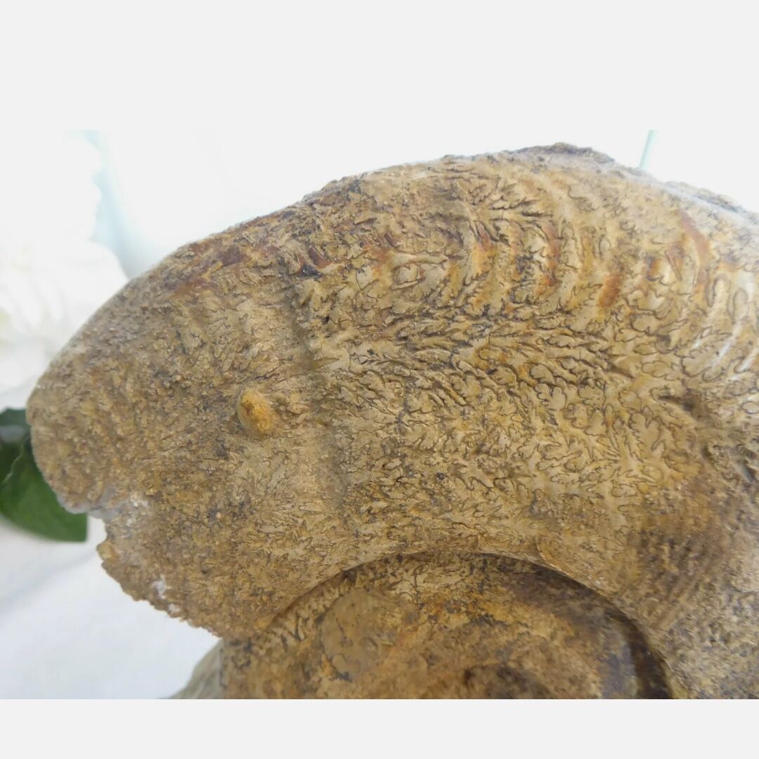 Fossil ammonite curiosity cabinet