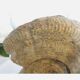 Fossil ammonite curiosity cabinet